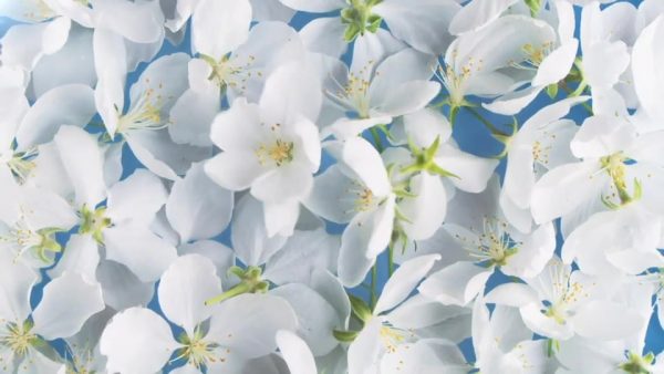 Spring Flowers Opener 2 in 1